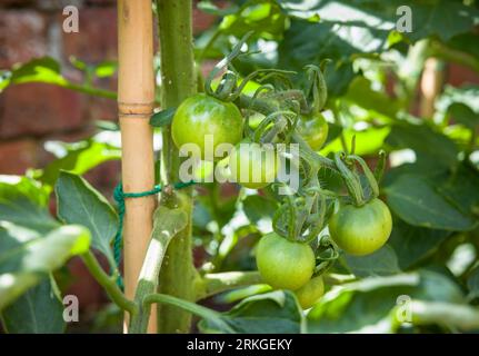Pomodori verdi che crescono su una varietà ailsa craig, pianta di pomodoro indeterminata (cordone) in un giardino del Regno Unito. Pomodori non maturi che maturano all'aperto. Foto Stock
