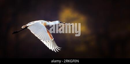 La spilla eurasiatica Platalea leucorodia atterra volando nella meravigliosa luce del sole che tramonta, la foto migliore. Foto Stock