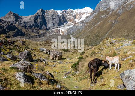 Mucche sul sentiero escursionistico accanto alle tres lagunas, al circuito escursionistico Huayhuash, in Perù Foto Stock