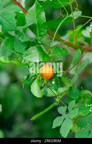 Un melone amaro arancio cresce su un rigoglioso cespuglio Foto Stock