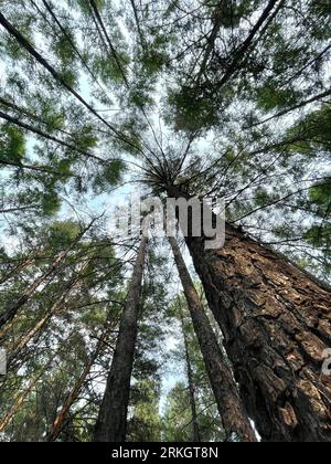 Una vista della tettoia di una lussureggiante foresta, con alti alberi che si estendono in alto nel cielo Foto Stock