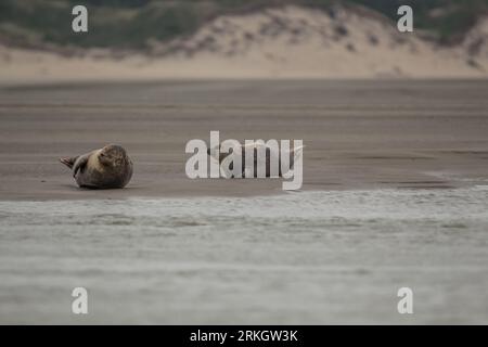 A closeup of two seals resting on the sandy shoreline Stock Photo