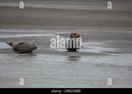 A closeup of two seals resting on the sandy shoreline Stock Photo