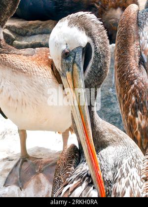 A vertical closeup of a Peruvian pelican (Pelecanus thagus) in a flock Stock Photo