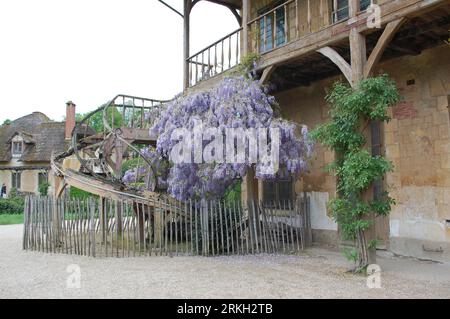 Un edificio a piu' piani adornato da vibranti rami lilla viola profumati che cadono lungo il suo esterno Foto Stock