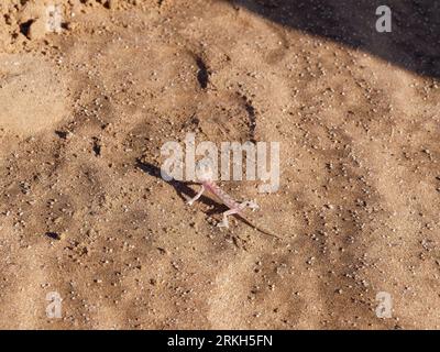 Una piccola lucertola Sand Gecko che attraversa una superficie sabbiosa Foto Stock