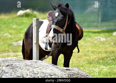Un cavallo nero in un lussureggiante campo verde vicino a una pietra Foto Stock