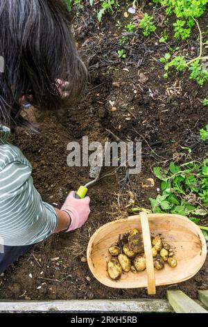 Donna che sta scavando le patate di Charlotte nel suo orto o nel suo giardino. Foto Stock