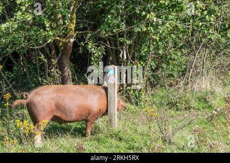 Il maiale Tamworth di Wild Ken Hill si gratta contro un cartello stradale Snettisham Circular Walk. Foto Stock