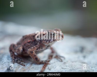 Un primo piano di una rana arroccata su una roccia bianca Foto Stock