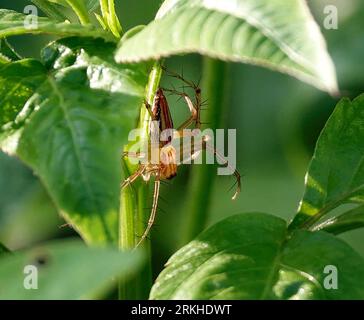 Un primo piano di un piccolo ragno a righe di lince arroccato su una foglia in mezzo al verde lussureggiante Foto Stock