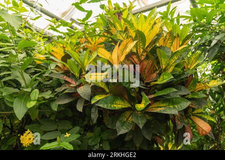 Mainau, Germany, July 20, 2023 Fire Croton or Codiaeum Variegatum plant in the tropical house Stock Photo