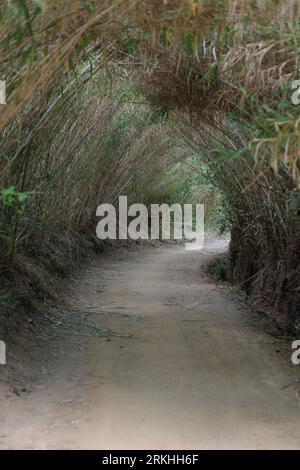Bamboo Tunnel: Lush Green Pathway in Natural Forest Setting Foto Stock
