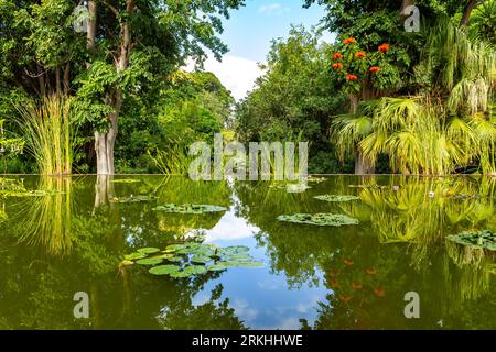 Laghetto decorativo con ninfee, Jardin Botanico, Puerto de la Cruz, Tenerife, Isole Canarie, Spagna Foto Stock