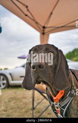 Uno splendido canino di Plott di fronte a una grande tenda da campeggio all'aperto Foto Stock