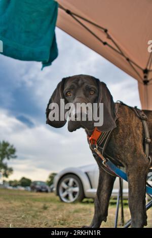 Uno splendido canino di Plott di fronte a una grande tenda da campeggio all'aperto Foto Stock