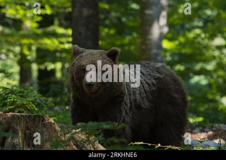 Un grande orso bruno si trova in una zona boschiva vicino a un tronco di alberi abbattuti Foto Stock