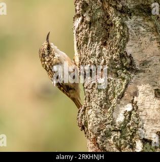 Piccolo uccello marrone, il superriduttore dell'albero, sul lato di un tronco di albero nella foresta Foto Stock