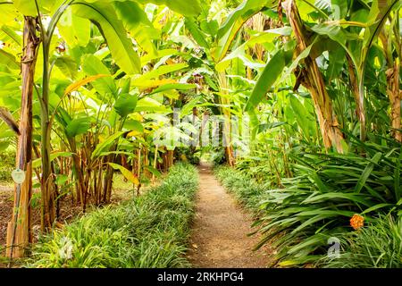 Sentiero fiancheggiato da piante di banane a Jardin Botanico, Puerto de la Cruz, Tenerife, Isole Canarie, Spagna Foto Stock