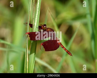 Una splendida libellula rossa si trova adagiata delicatamente su un'alta e lussureggiante lama d'erba in primo piano Foto Stock