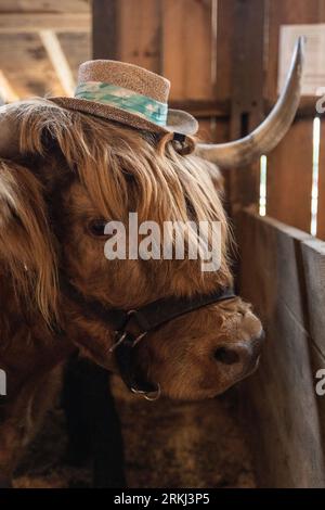 A long-haired brown steer contained in a wooden fence wearing a hat Stock Photo