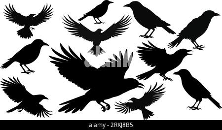 Set di sagome nere isolate di corvi. Raccolta di diverse posizioni degli uccelli. Illustrazione Vettoriale