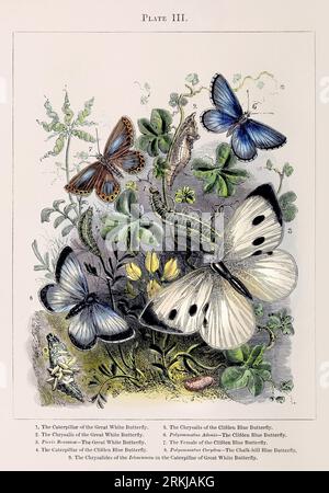 Farfalle. Illustrazione colorata delle curiose metamorfosi di alcuni degli insetti più belli, ca. 1850 Foto Stock