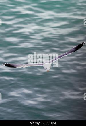 Un gabbiano bianco con le sue ali allungate che scivolano con grazia sulle acque blu dell'oceano Foto Stock