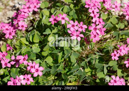 Rosa Sauerklee, Gegliederter Sauerklee, Rosablühender Sauerklee, Oxalis articulata, Oxalis rubra, Pink-sorrel, Pink Woodsorrel, Pink Sorrel, Pink Wood Foto Stock