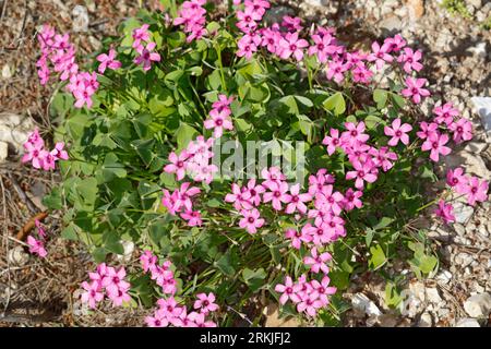 Rosa Sauerklee, Gegliederter Sauerklee, Rosablühender Sauerklee, Oxalis articulata, Oxalis rubra, Pink-sorrel, Pink Woodsorrel, Pink Sorrel, Pink Wood Foto Stock