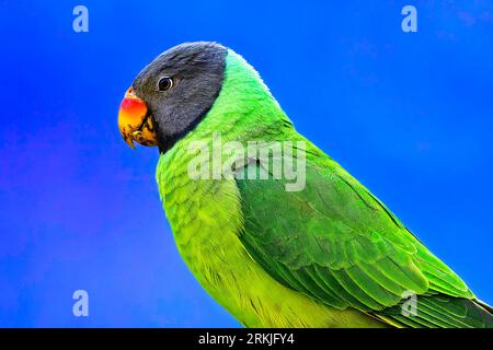 Un vivace parco verde con testa di Slaty arroccato su un ramo su uno sfondo blu Foto Stock