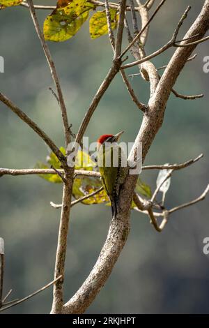 Un primo piano di un picchio dalla gola a strisce, arroccato su un ramo di un albero con uno sfondo sfocato Foto Stock