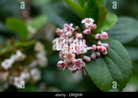 Viburnum suspensum - gruppi di piccoli fiori bianchi su un ramo, fuoco selettivo. Sfondo fiore primaverile Foto Stock