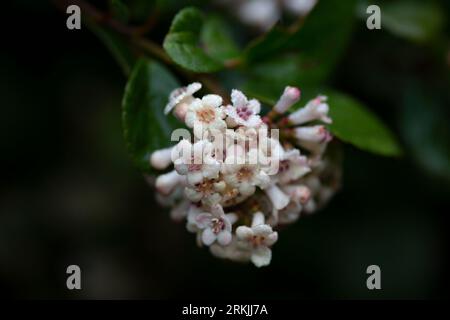Viburnum suspensum - gruppi di piccoli fiori bianchi su un ramo, fuoco selettivo. Sfondo fiore primaverile Foto Stock