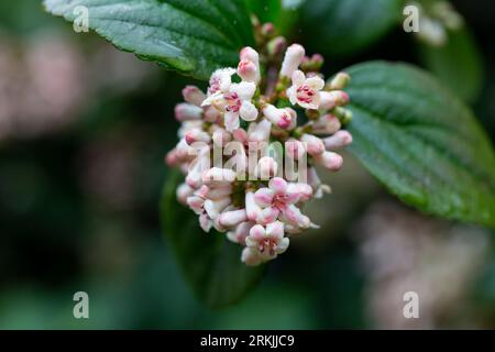Viburnum suspensum - gruppi di piccoli fiori bianchi su un ramo, fuoco selettivo. Sfondo fiore primaverile Foto Stock