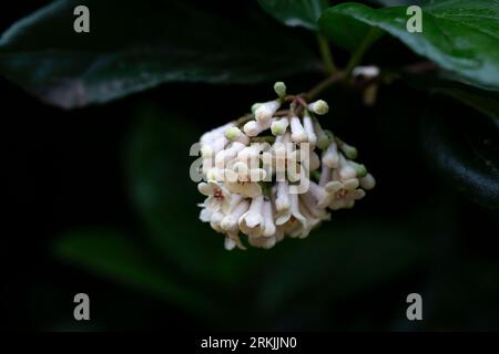 Viburnum suspensum - gruppi di piccoli fiori bianchi su un ramo, fuoco selettivo. Sfondo fiore primaverile Foto Stock