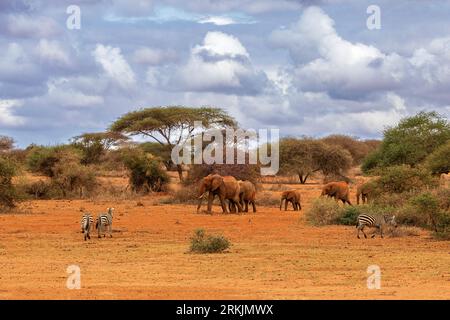 Elefante africano (Loxodonta africana), gruppo di elefanti e zebre alla ricerca di cibo, Parco Nazionale dello Tsavo, Kenya, Africa Foto Stock