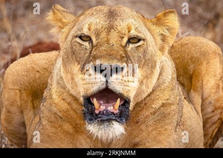 Leone ( panthera leo ), ritratto di giovane, dopo aver mangiato una preda, Parco Nazionale dello Tsavo, Kenya, Africa Foto Stock