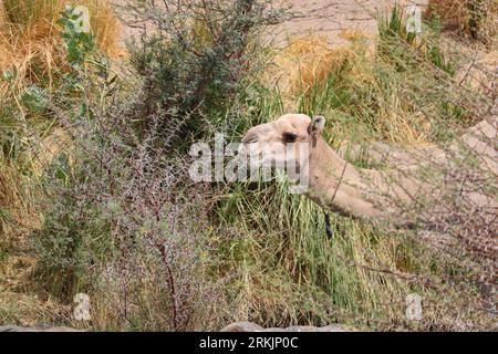 Un dromedario che si nutre di un albero di acacia Foto Stock