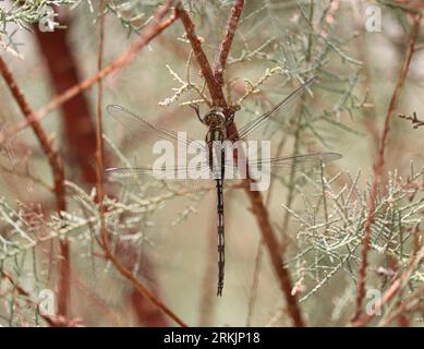 Dragonfly skimmer lungo (Orthetrum trinacria) Foto Stock
