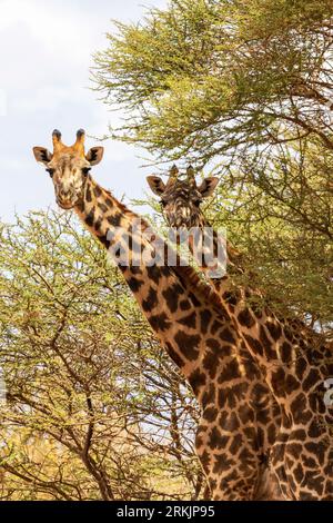 Due giraffe Masai (Giraffa camelopardalis tippelskirchi), curiose sotto un'acacia, in cerca di ombra, Parco Nazionale dello Tsavo, Kenya, Africa Foto Stock