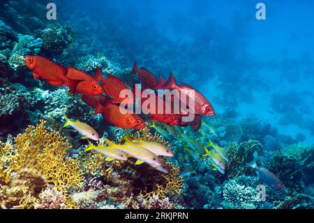 Big-eye or Goggle-eye (Priacanthus hamrur) and Yellowfin goatfish on coral reef.  Egypt, Red Sea. Stock Photo