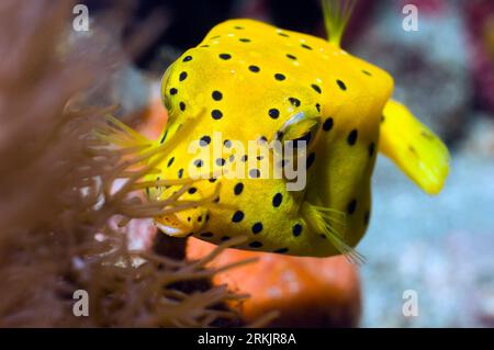 pesce persico giallo (Ostracion cubicus), giovanile. Rinca, Parco Nazionale di Komodo, Indonesia. Foto Stock