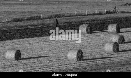 Balle da fieno, spaventapasseri nel campo Foto Stock