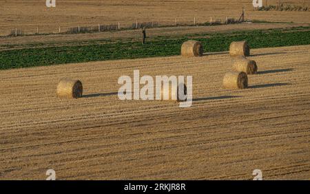 Balle da fieno, spaventapasseri nel campo Foto Stock