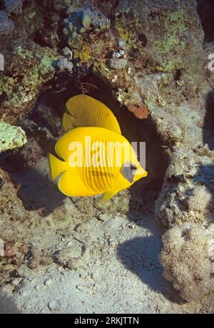 Pesce farfalla dorato (Chaetodon semilarvatus). Mar Rosso, Egitto. Foto Stock