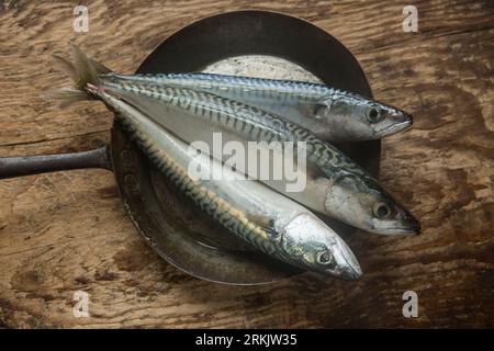 Tre sgombri crudi freschi, Scomber scombrus, pescati nella Manica, esposti in una vecchia padella su un tagliere di legno. Gli sgombri sono un Foto Stock