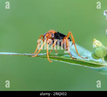 Una vespa nera arrugginita di ragno appollaiata in cima a una pianta verde Foto Stock