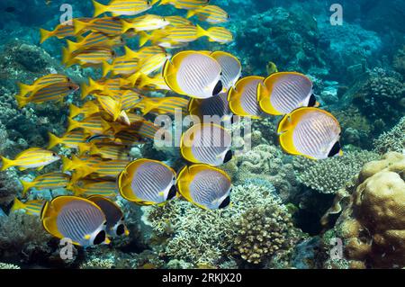 Panda butterflyfish (Chaetodon adiergastos) and Blue-lined snappers (Lutjanus kasmira).  Bali, Indonesia. Stock Photo