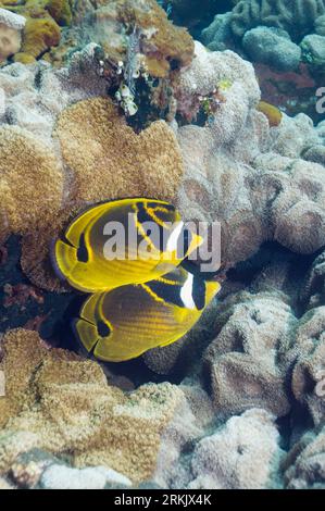 Racoon butterflyfish (Chaetodon lunula). Bali, Indonesia. Foto Stock